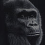 FRUIT OF THE LOOM Heavy Cotton Gorilla Graphic Print Animal Tee (XL)