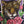 USA THUNDER Leopard Roses Purple Lightning Single Stitch Tee (M-L)